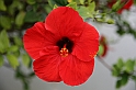 Kanary_2010 058